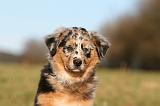 BERGER AUSTRALIEN PUPPIES 770